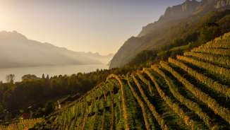 vignoble, Walenstadt, automne doré, lac de Walenstadt, montagnes, Walendstadt, vignes, vin de St-Gall