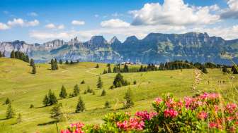 Prairie d'été juteuse au Flumserberg
