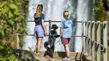 Deux femmes admirent une cascade. On aperçoit également un chien noir et blanc.