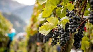 wimmel_buendner_domination Vignes avec des raisins mûrs, prises lors des vendanges dans la Bündner Herrschaft