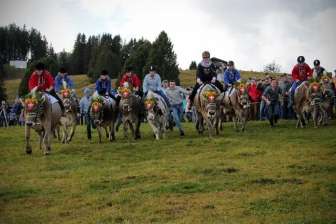 Marché de l'Alpchaes à Flumserberg, course de vaches d093156a