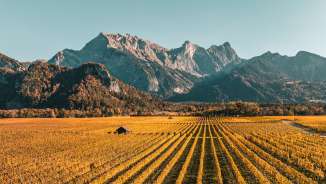 Vigne_Bündner Herrschaft_automne Fläsch, couleurs d'automne, Falknis, vignes, Bündner Herrschaft