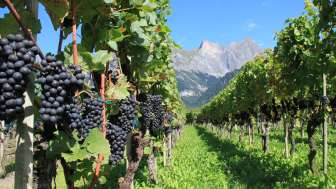 Vignobles de la Bündner HerrschaftHolidu ID