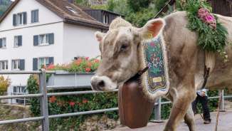 Descente d'alpage Mels 2024 Désalpe, vaches, Mels