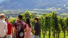 Culinaire, Vin