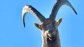 Observation de la faune Bouquetin, cerf, chamois et compagnie
