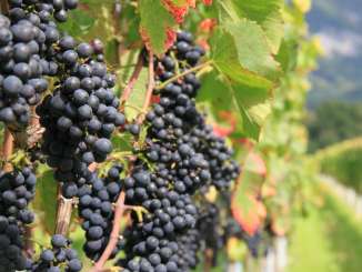 Vignobles_Bündner Herrschaft vin, montagne