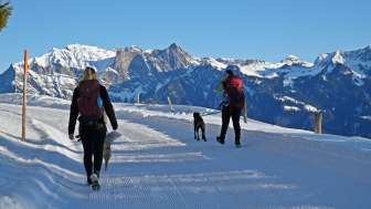 neige, vallée de la Tamina, Fürggli - Golerberg, chien, randonnée hivernale